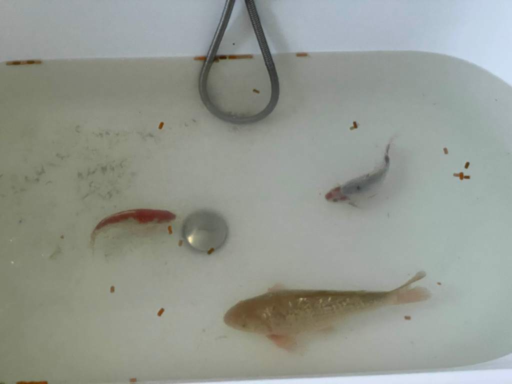 three koi fish, two small and one large, in a bathtub with food pellets