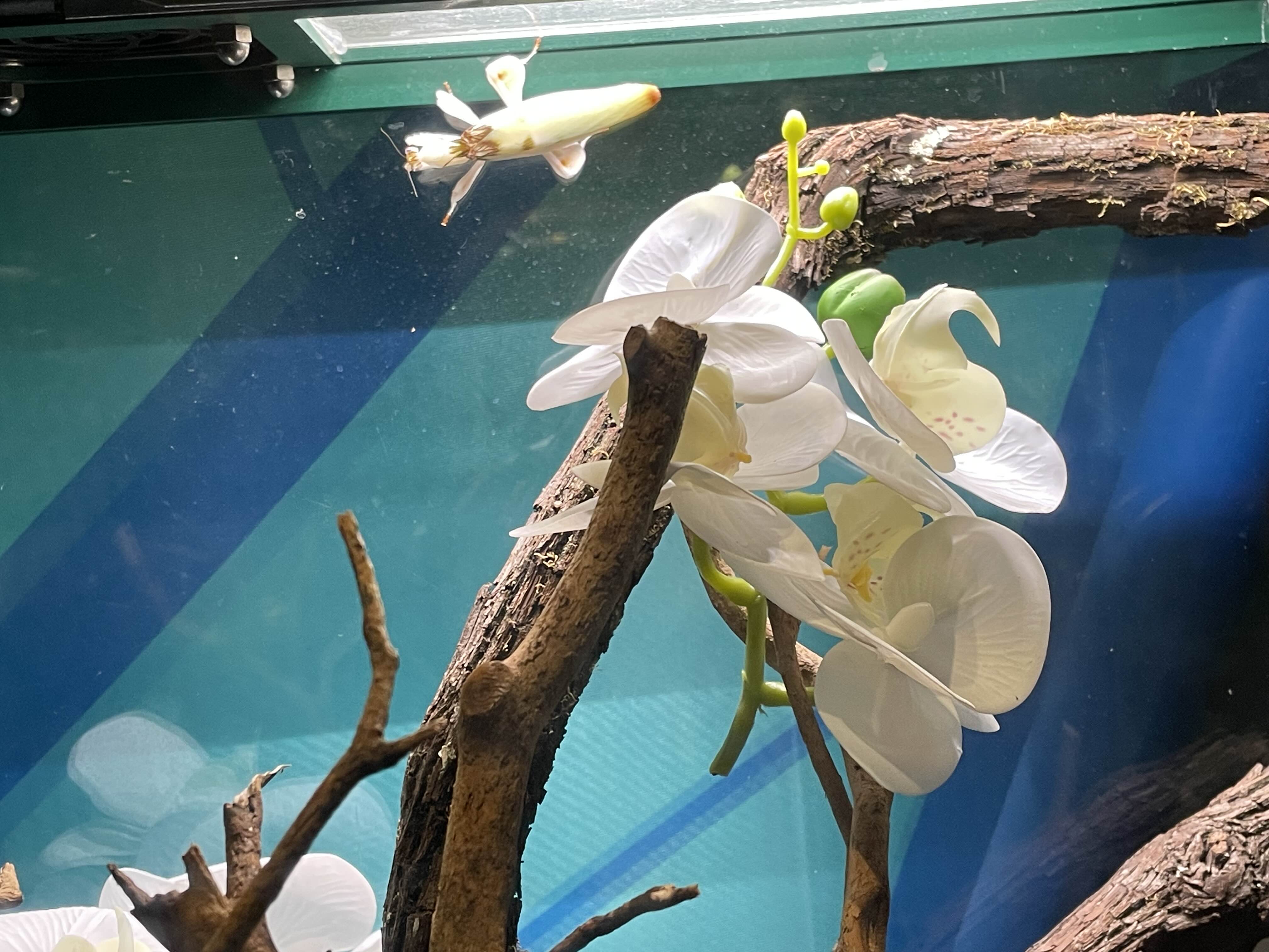 a white orchid mantis among actual white orchids